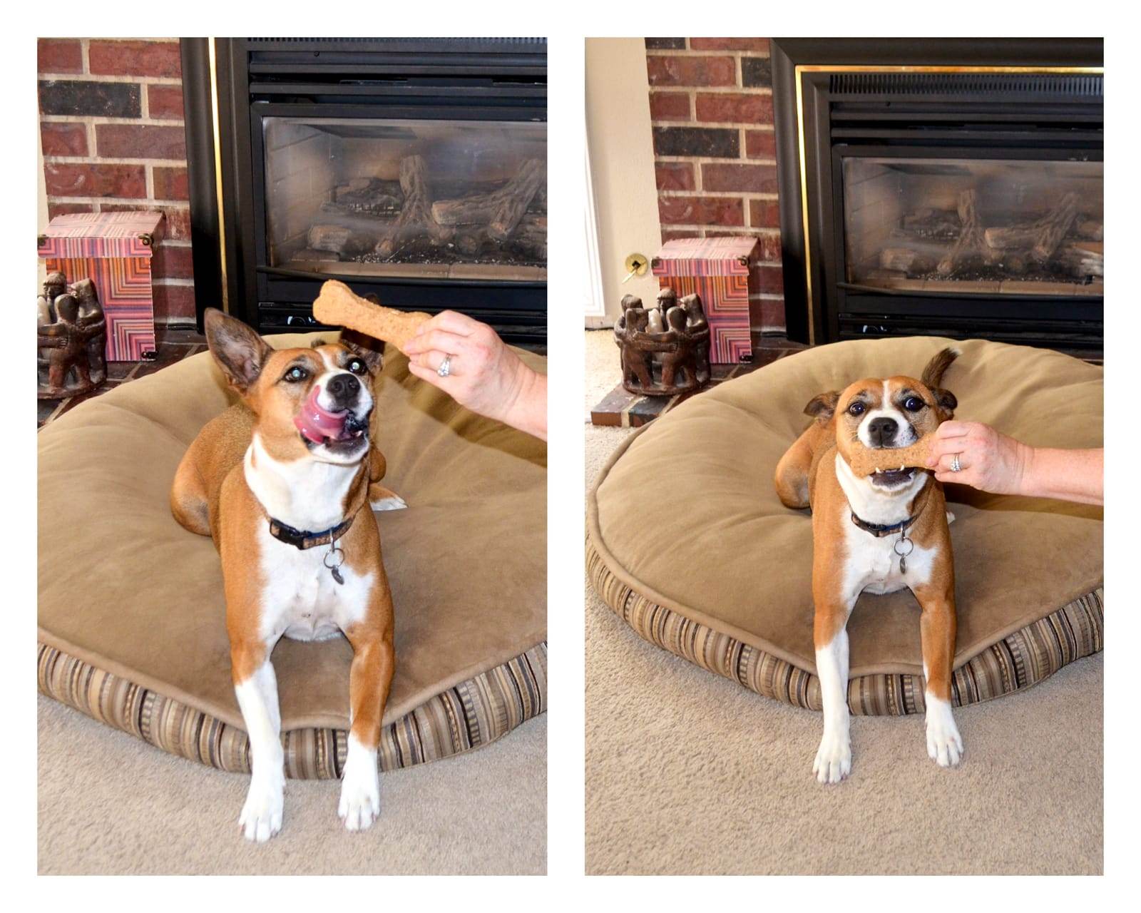 Peanut Butter Dog Bone Treats