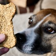 Apple Cinnamon Oatmeal Dog Treats