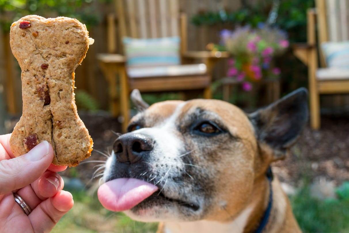 Peanut Butter & Bacon Dog Treats