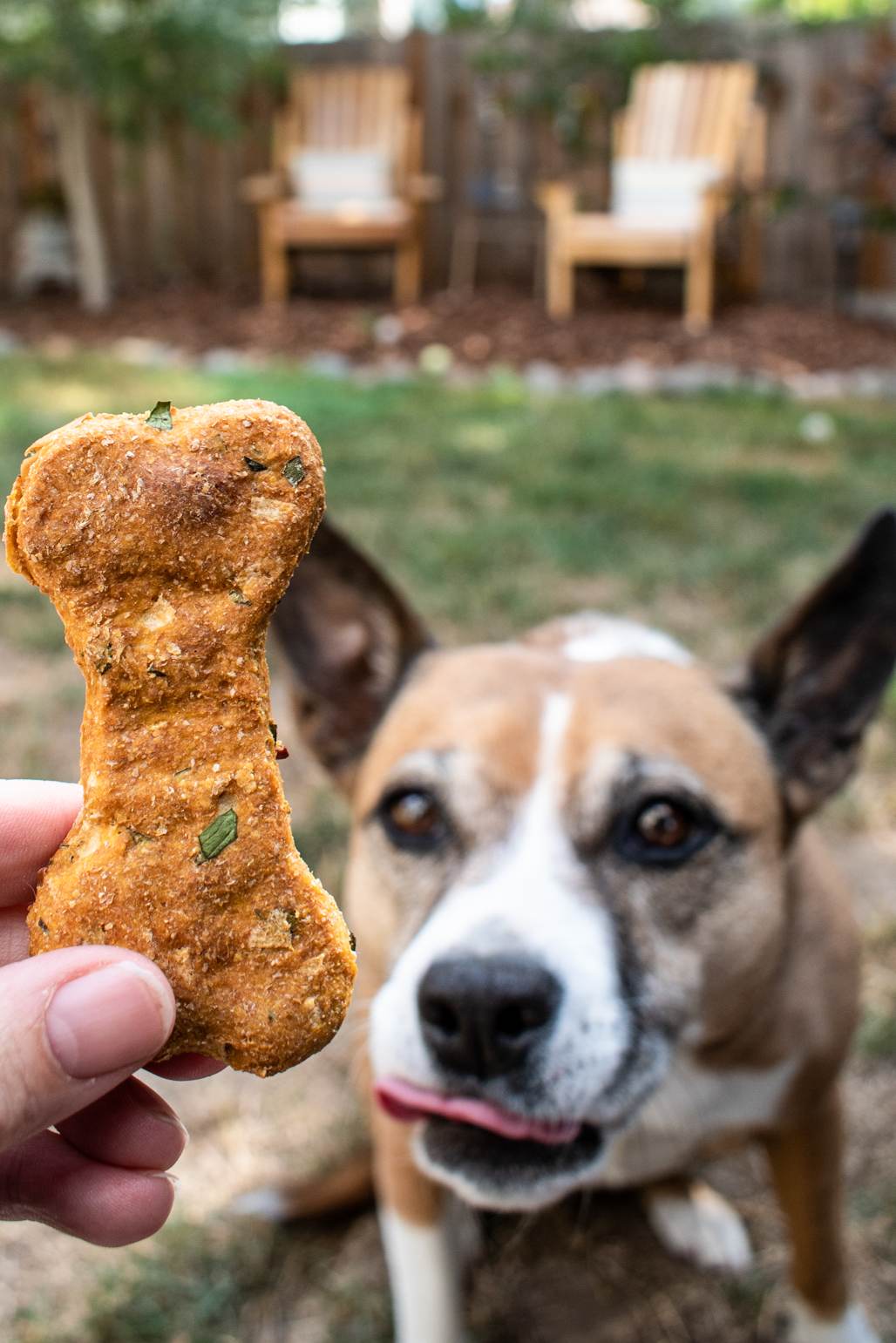 Pumpkin, Apple, and Mint Dog Treats