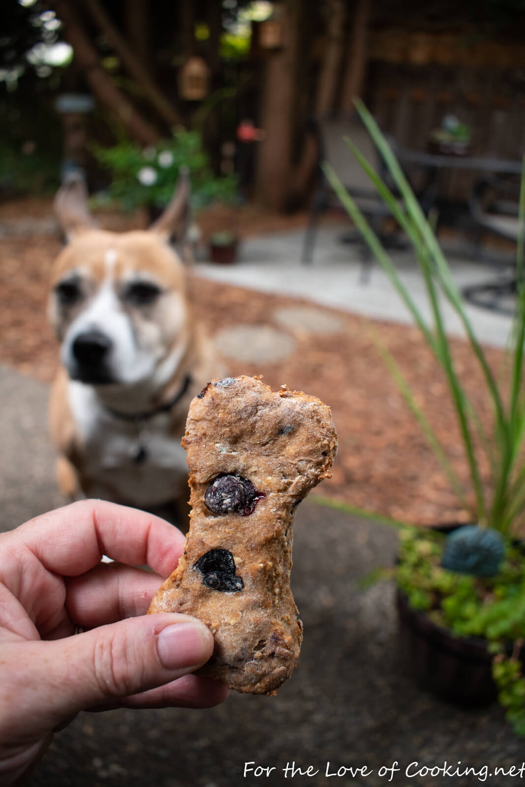 Blueberry, Oat, and Peanut Butter Dog Treats
