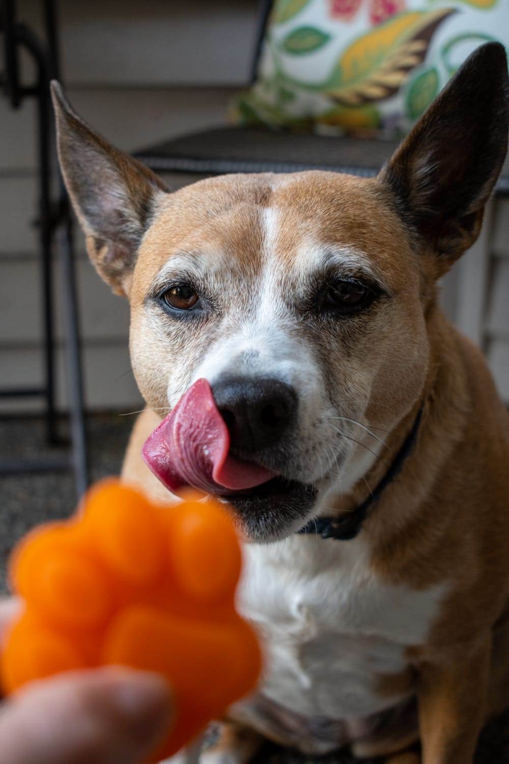 Frozen Carrot-Apple Dog Treats