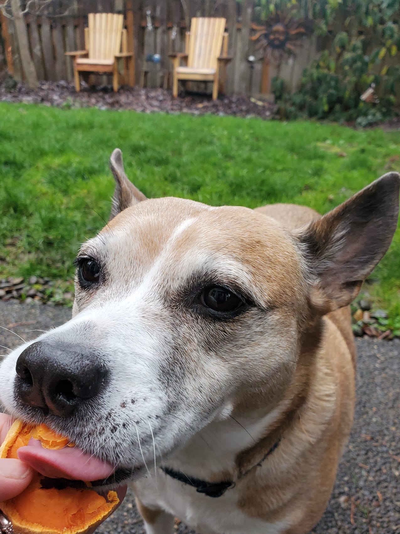Sweet Potato Dog Chews