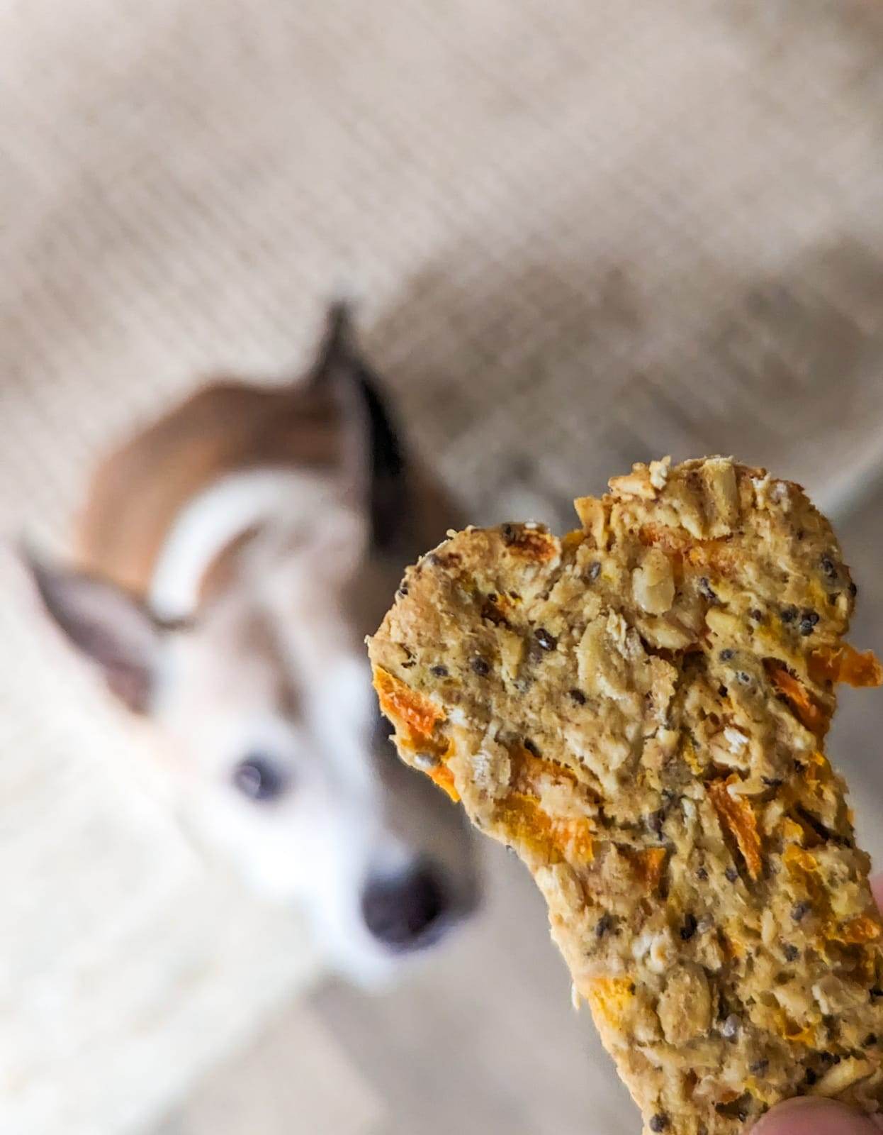 Oat Carrot Cake Dog Treats