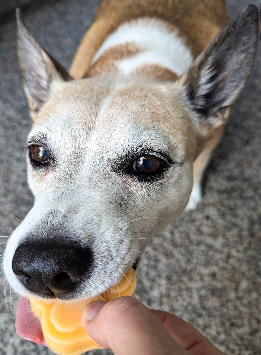 Frozen Cantaloupe Dog Treats