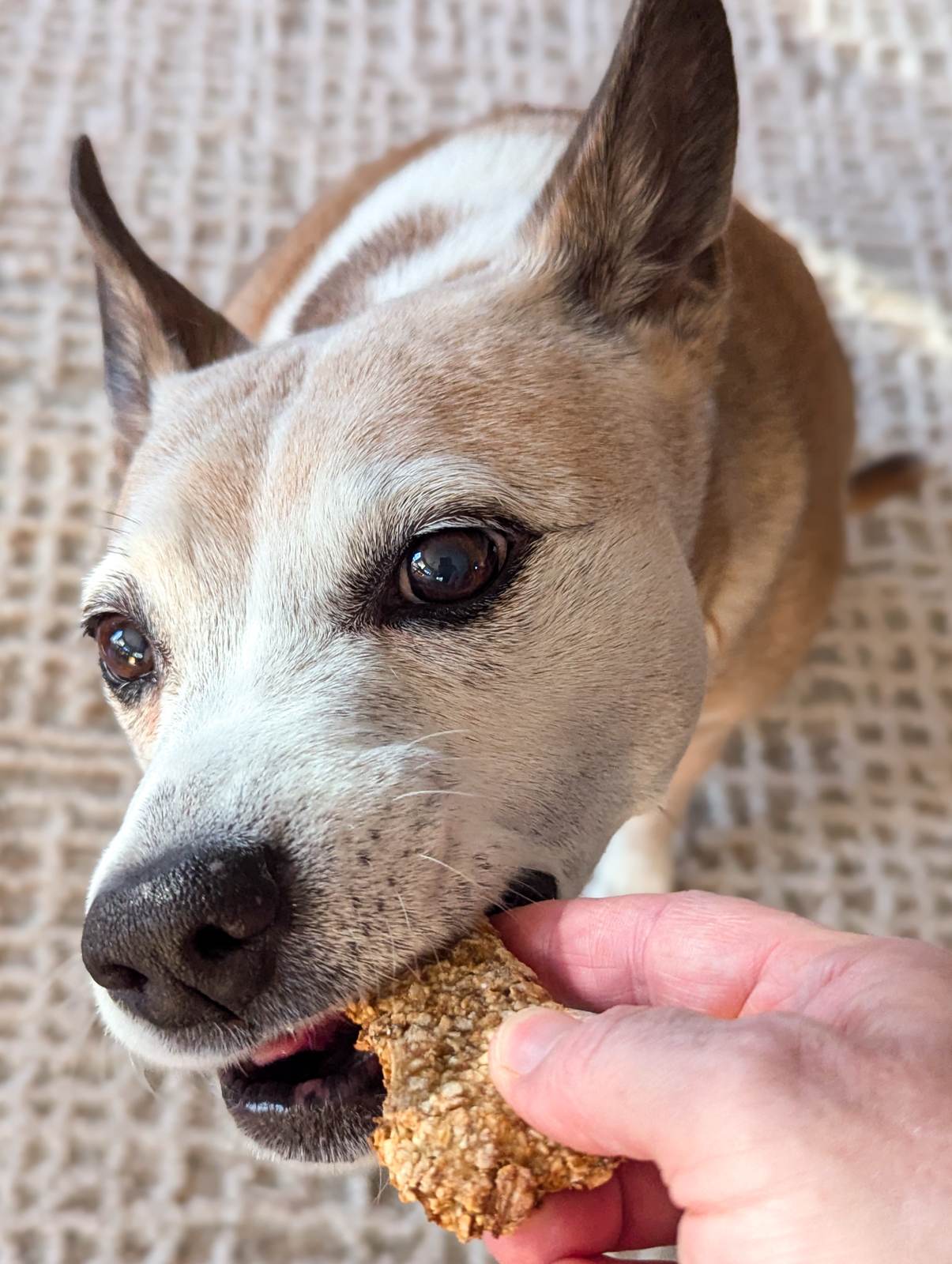 Banana Dog Treats